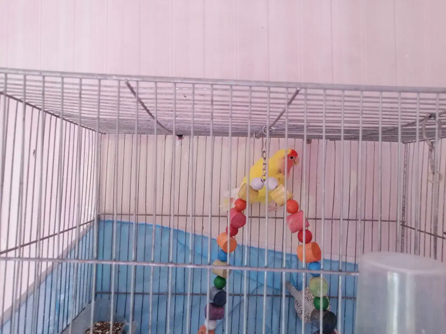 کوتوله زرد صورت هلویی بالغ|پرنده|مشهد, شهرک مطهری|دیوار