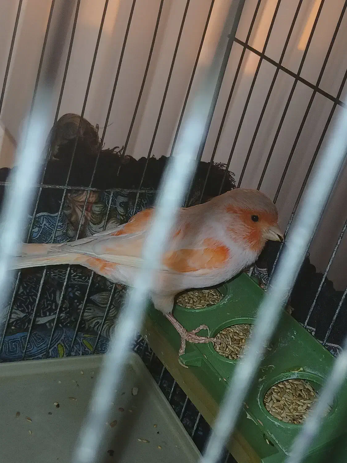 قناری موزاییکی|پرنده|مبارکه, |دیوار