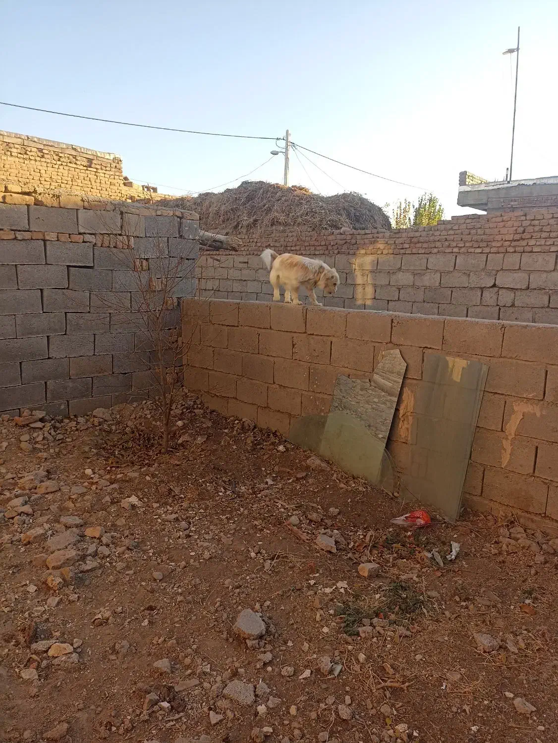 سگ خانگی 2ساله|سگ|میاندوآب, |دیوار