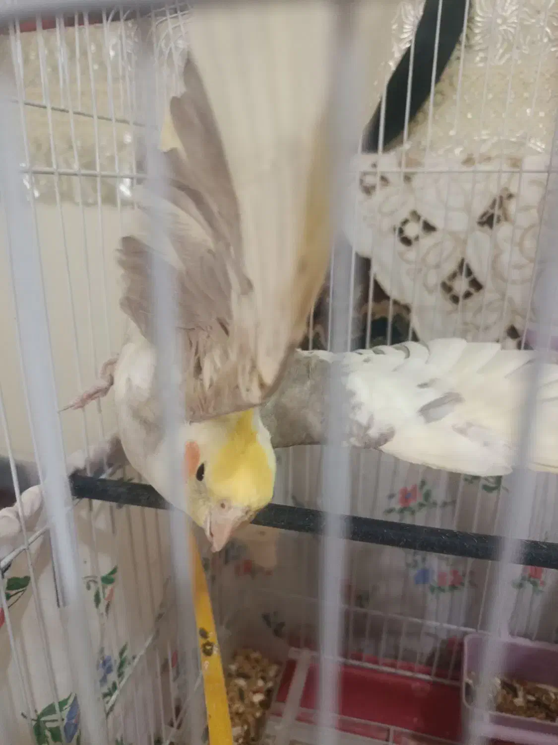 یه جفت عروس هلندی لوتینو|پرنده|لالجین, |دیوار