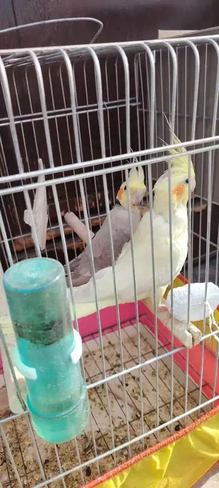 دو جفت عروس هلندی مولد|پرنده|کرمان, |دیوار