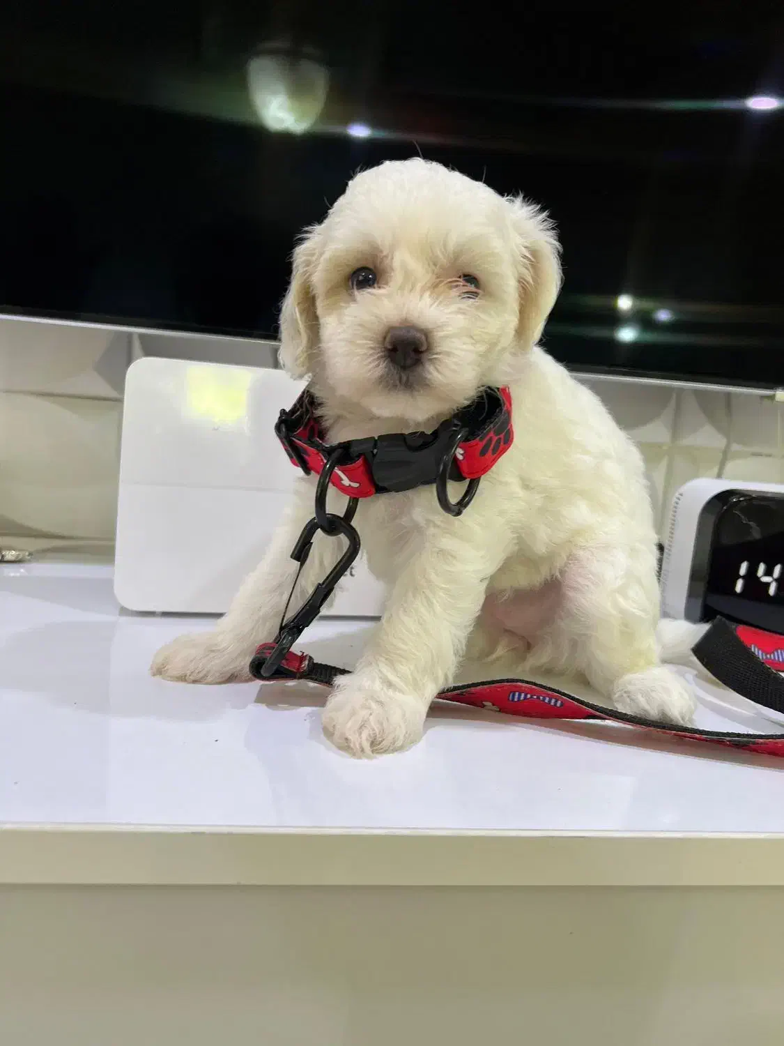 پیچون فریز|سگ|اسالم, |دیوار