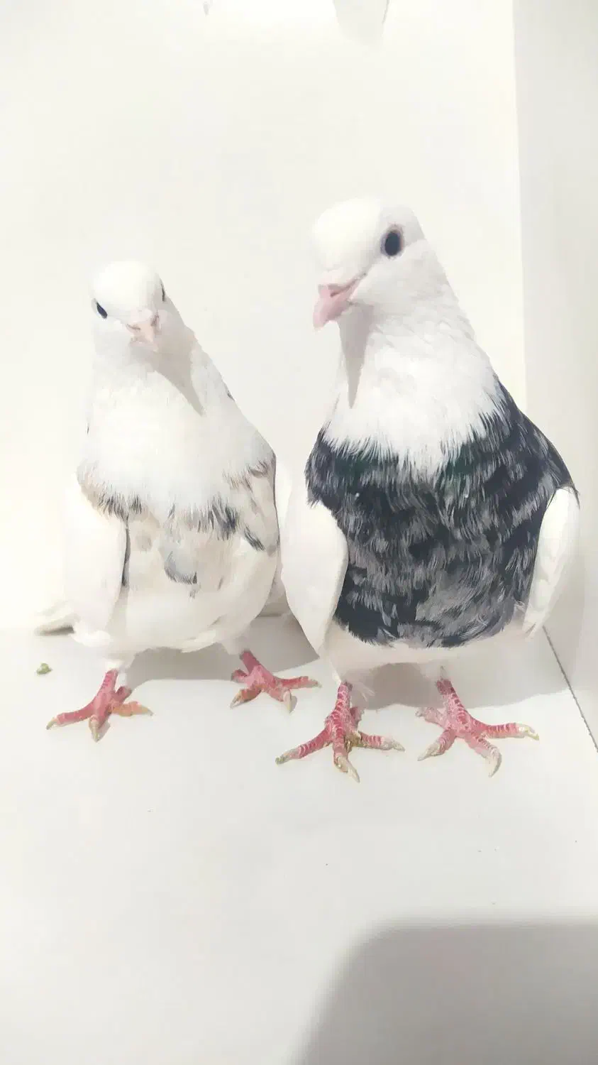 طوقی جفت الماسی اجری|پرنده|رباط‌کریم, رباط‌کریم|دیوار