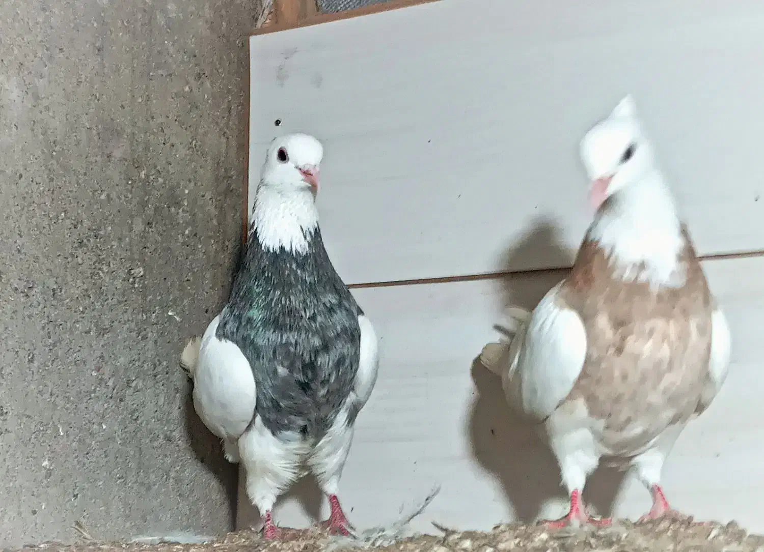 کبوتر طوقی فروشی|پرنده|لاهیجان, حزین|دیوار