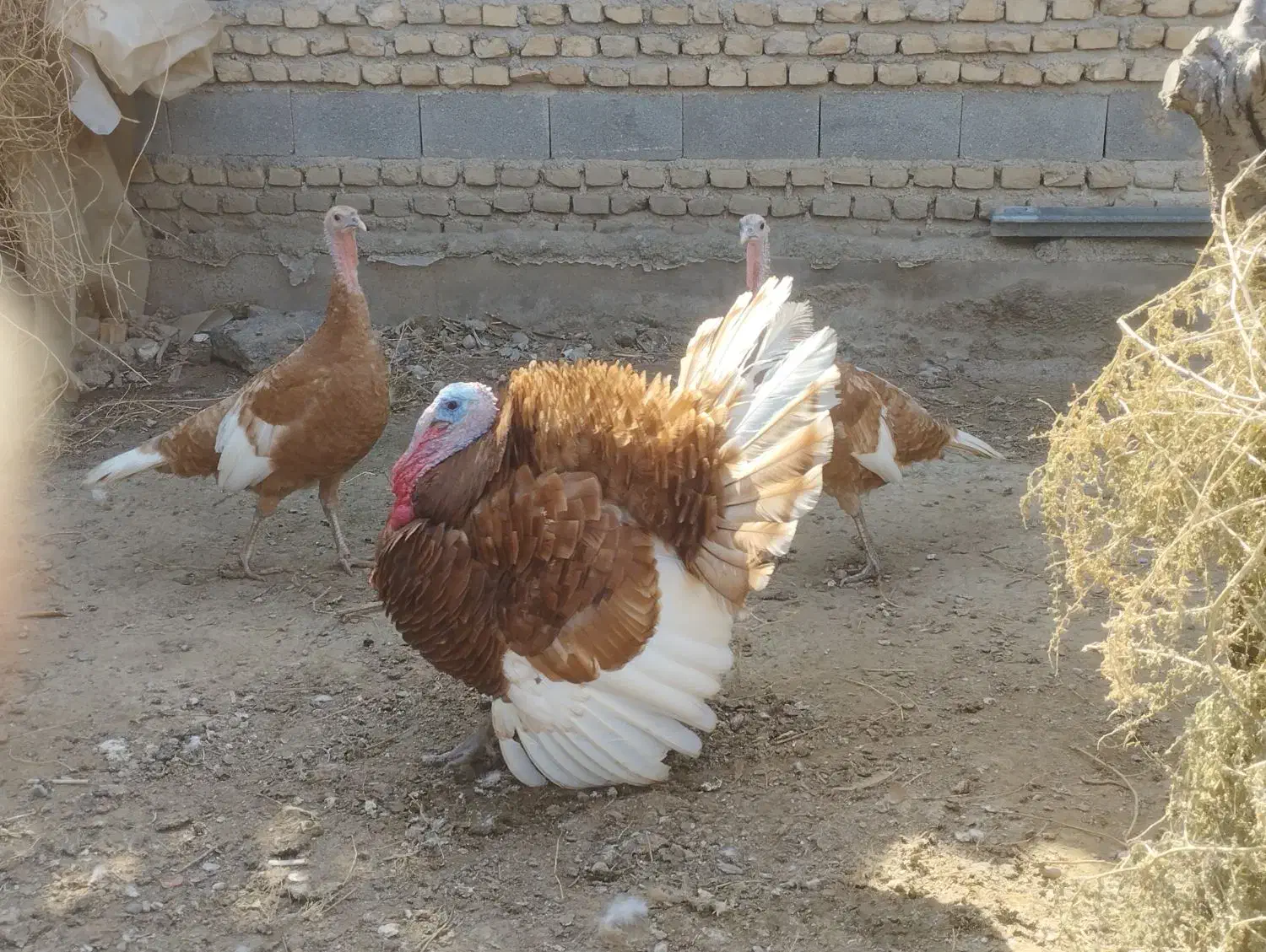 تخم بوقلمون بوربون|حیوانات مزرعه|سیمین شهر, |دیوار