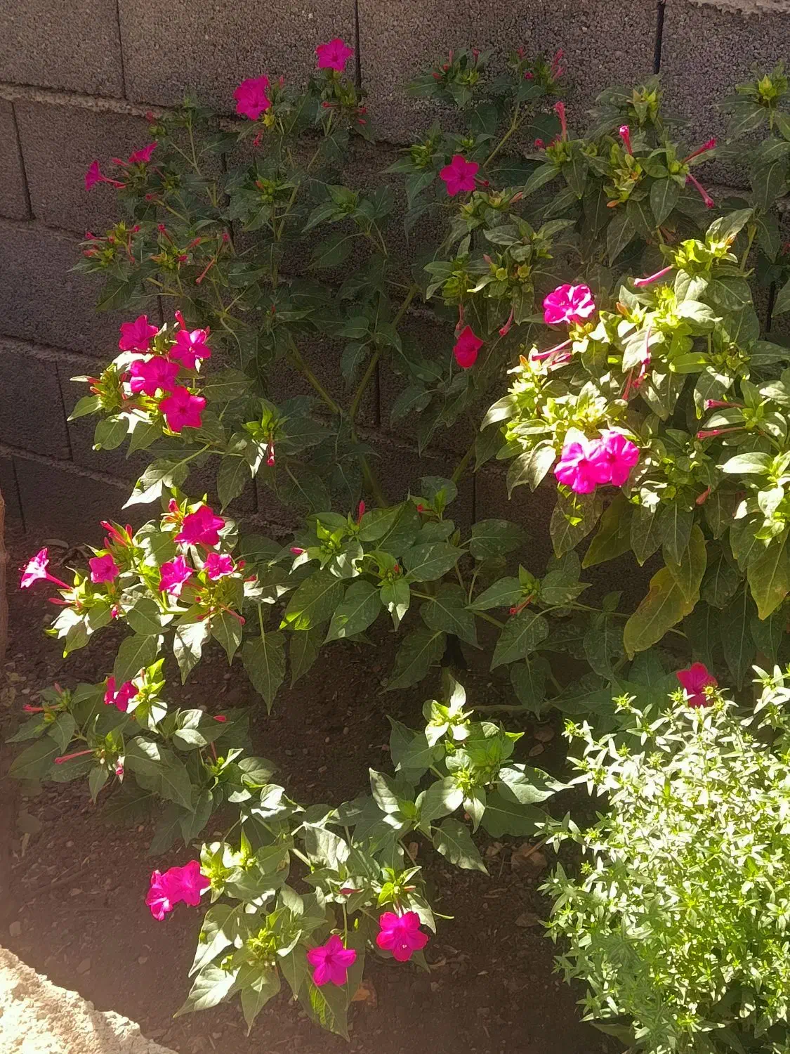 بذر گل|گل و گیاه طبیعی|جوانرود, |دیوار