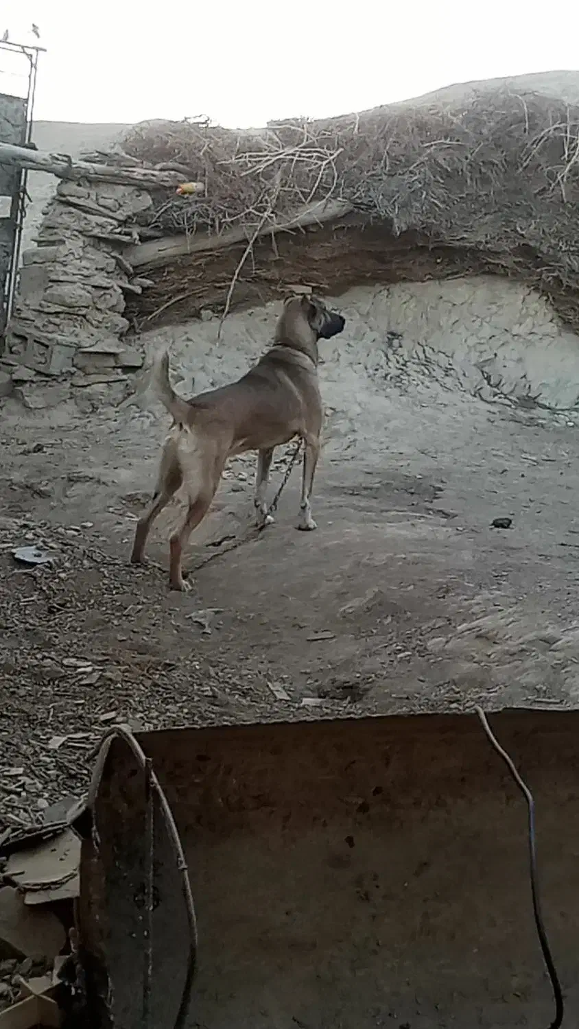 فروشی|سگ|قائن, |دیوار