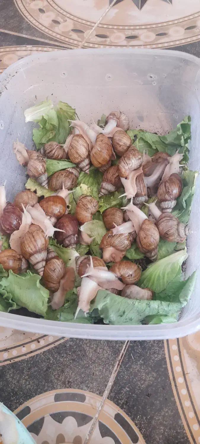 فروش حلزون در سایزهای مختلف|خزنده|کرمان, |دیوار