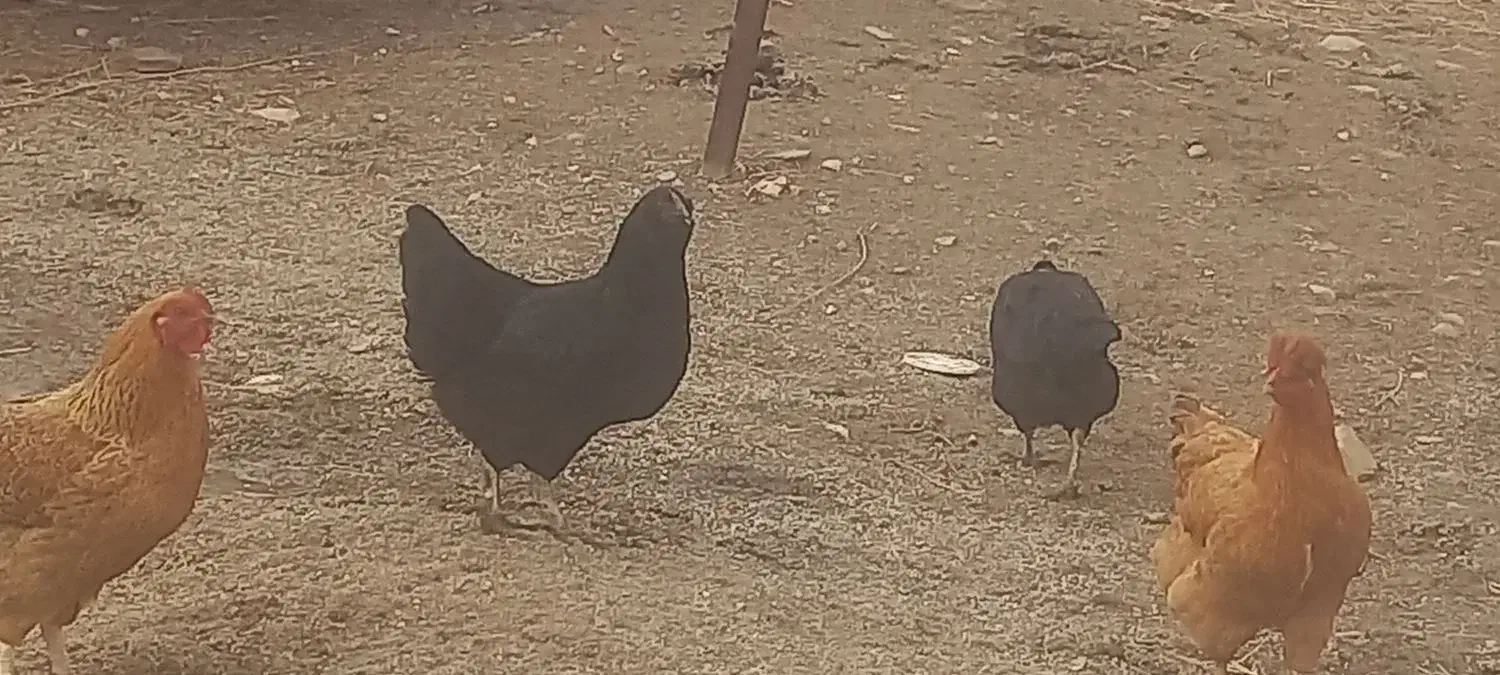 مرغ|حیوانات مزرعه|صائین قلعه, |دیوار