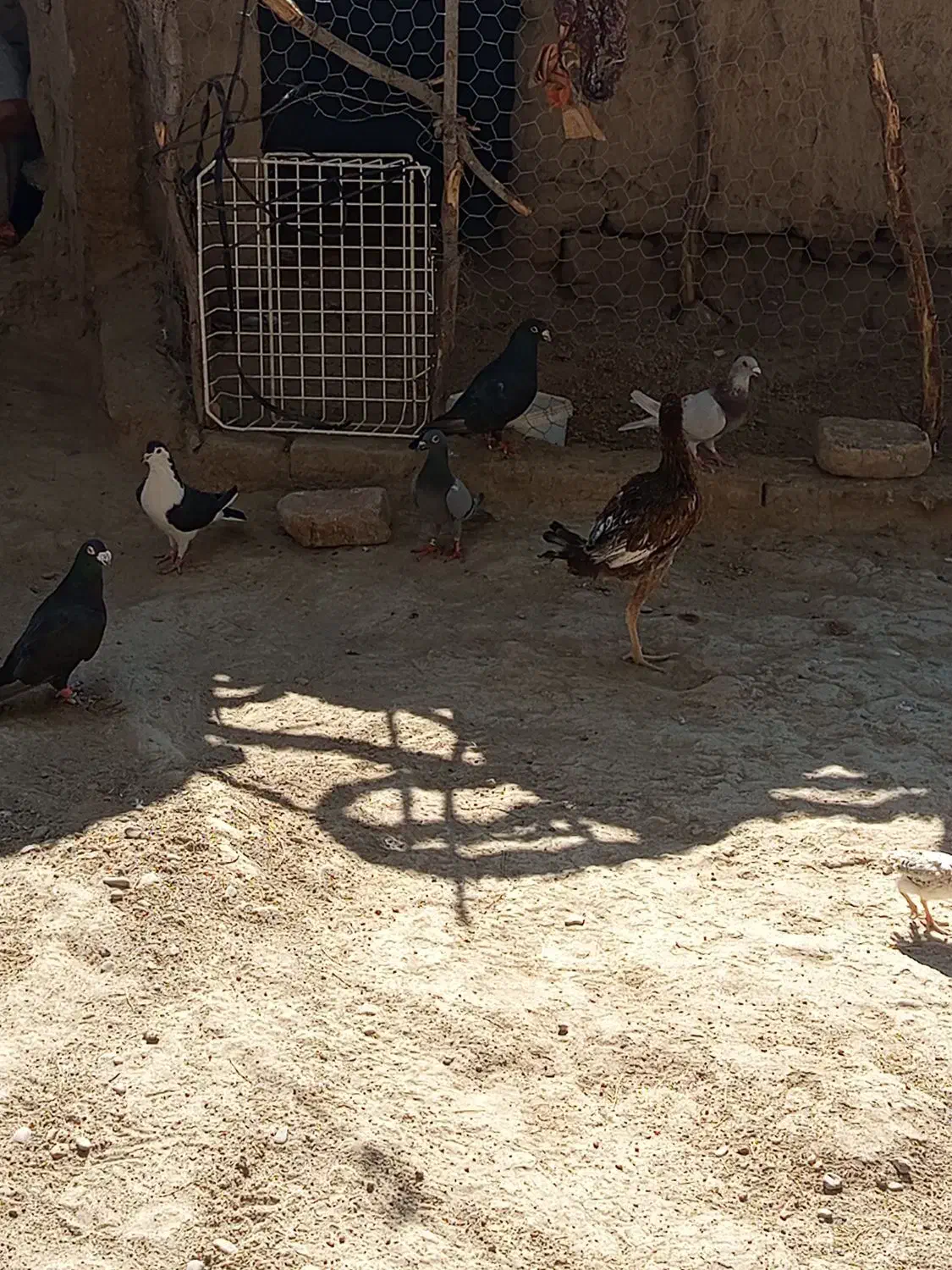 کبوتر چاشنی|پرنده|هامون, |دیوار