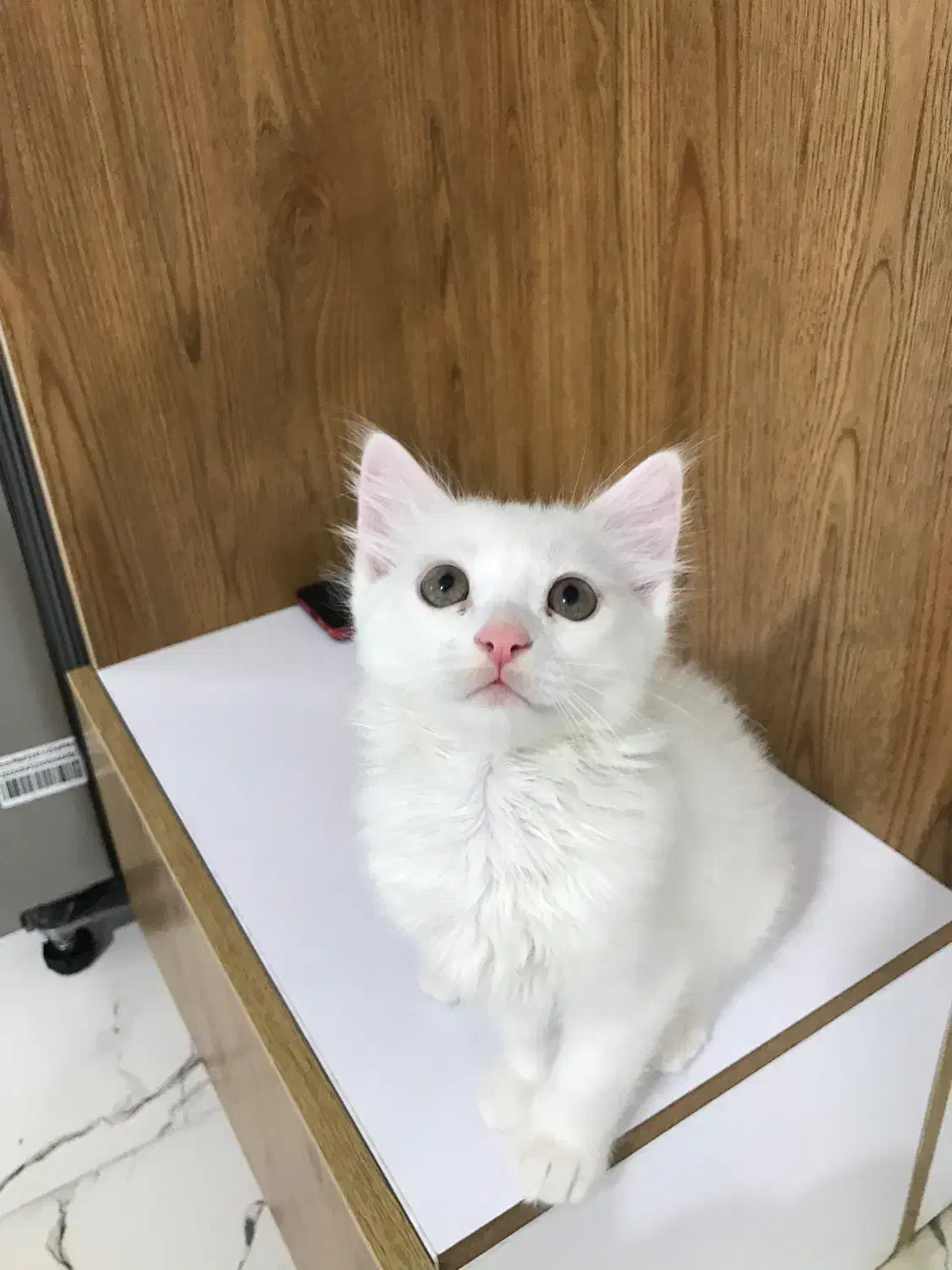 گربه|گربه|گرگان, |دیوار