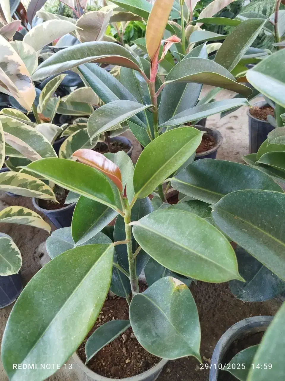 گلسرای نفتک|گل و گیاه طبیعی|مسجد سلیمان, |دیوار