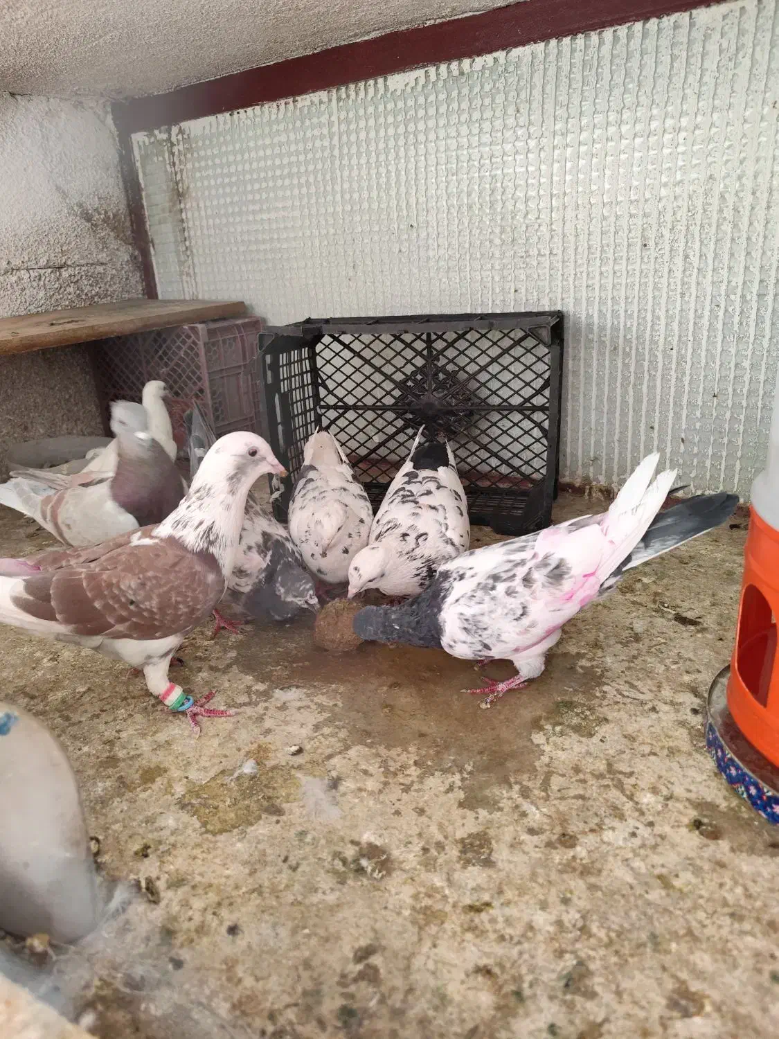 کفتر یا کبوتر معاوضه با قناری|پرنده|کرمانشاه, |دیوار