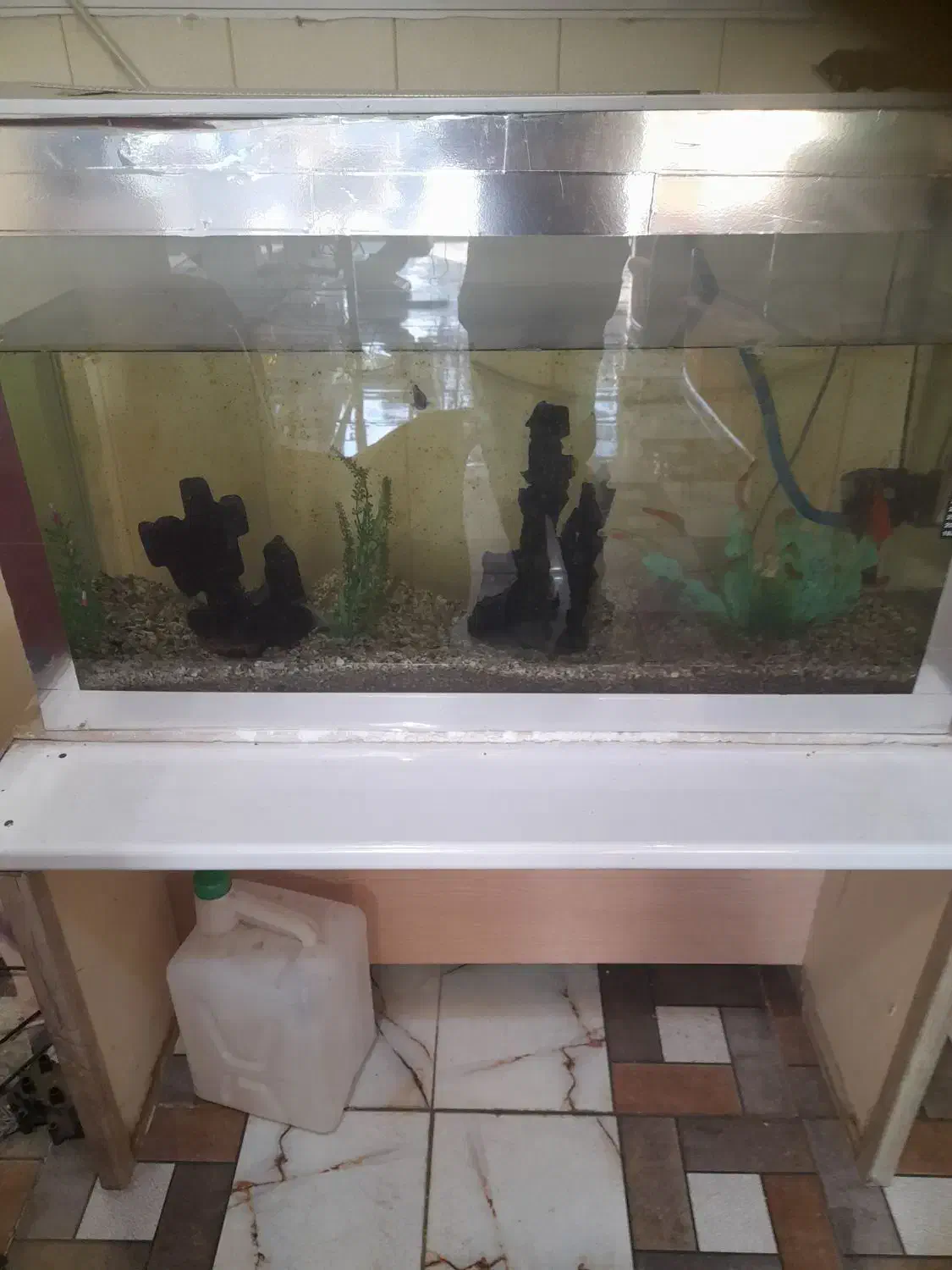 اکواریوم|ماهیگیری|کرمان, |دیوار