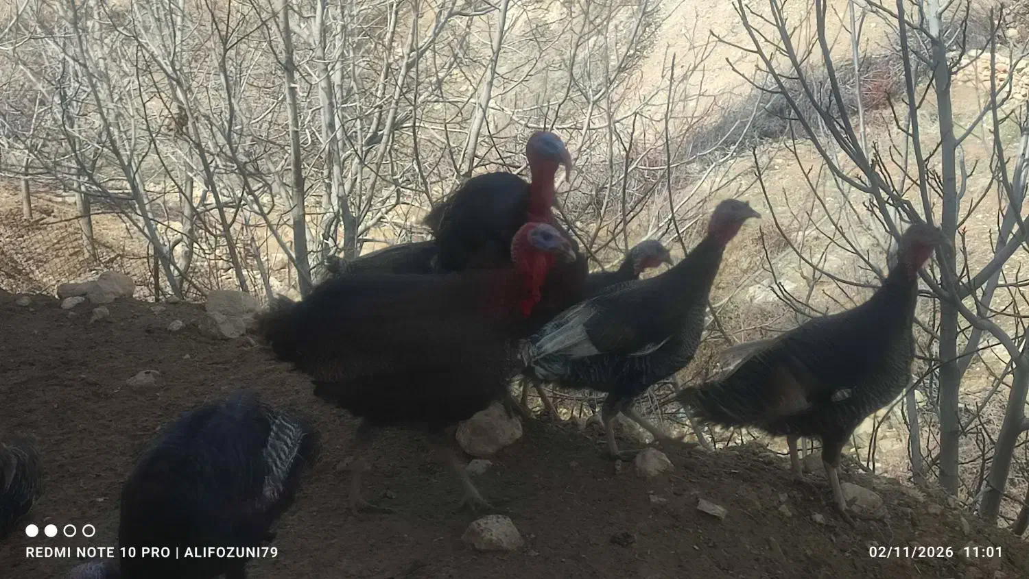 بوقلمون ماده|حیوانات مزرعه|شیراز, شهرک سراج‎|دیوار