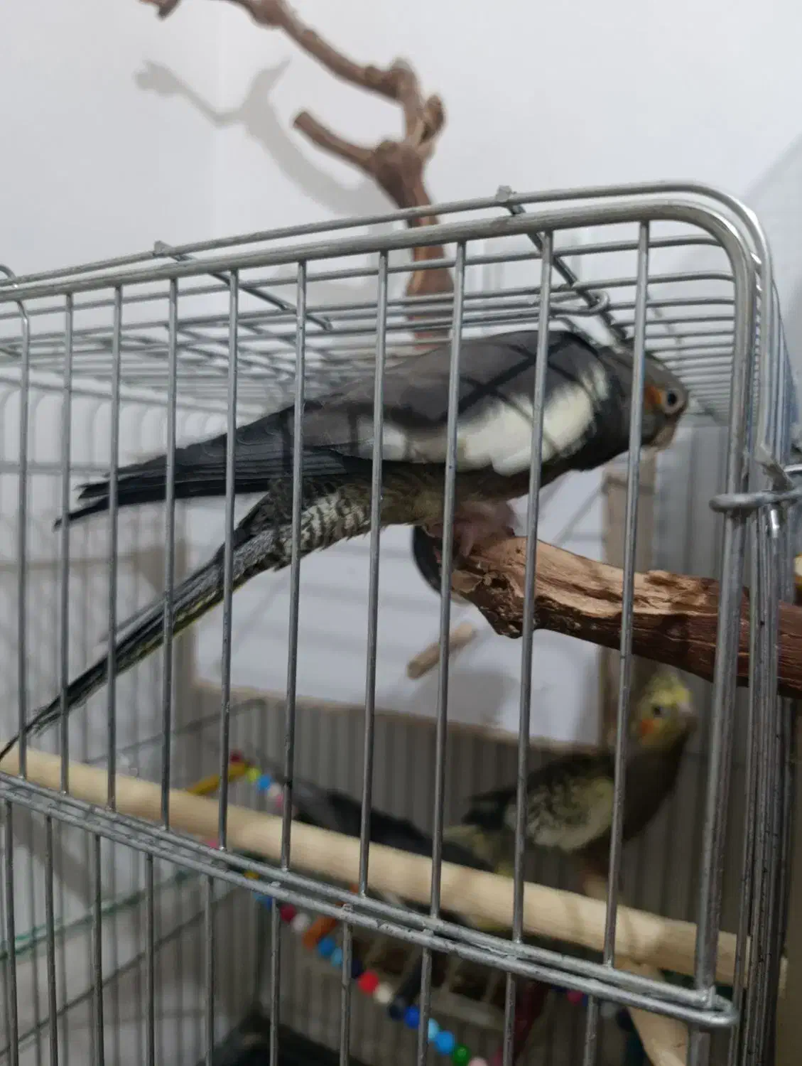 عروس طوطی|پرنده|قزوین, |دیوار