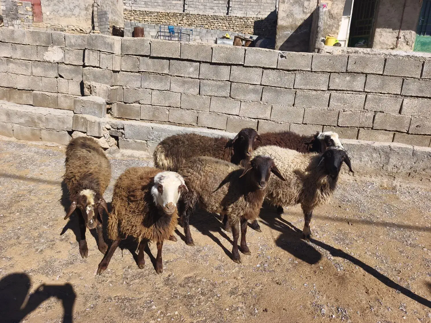 بره ماده|حیوانات مزرعه|بیرانوند, |دیوار