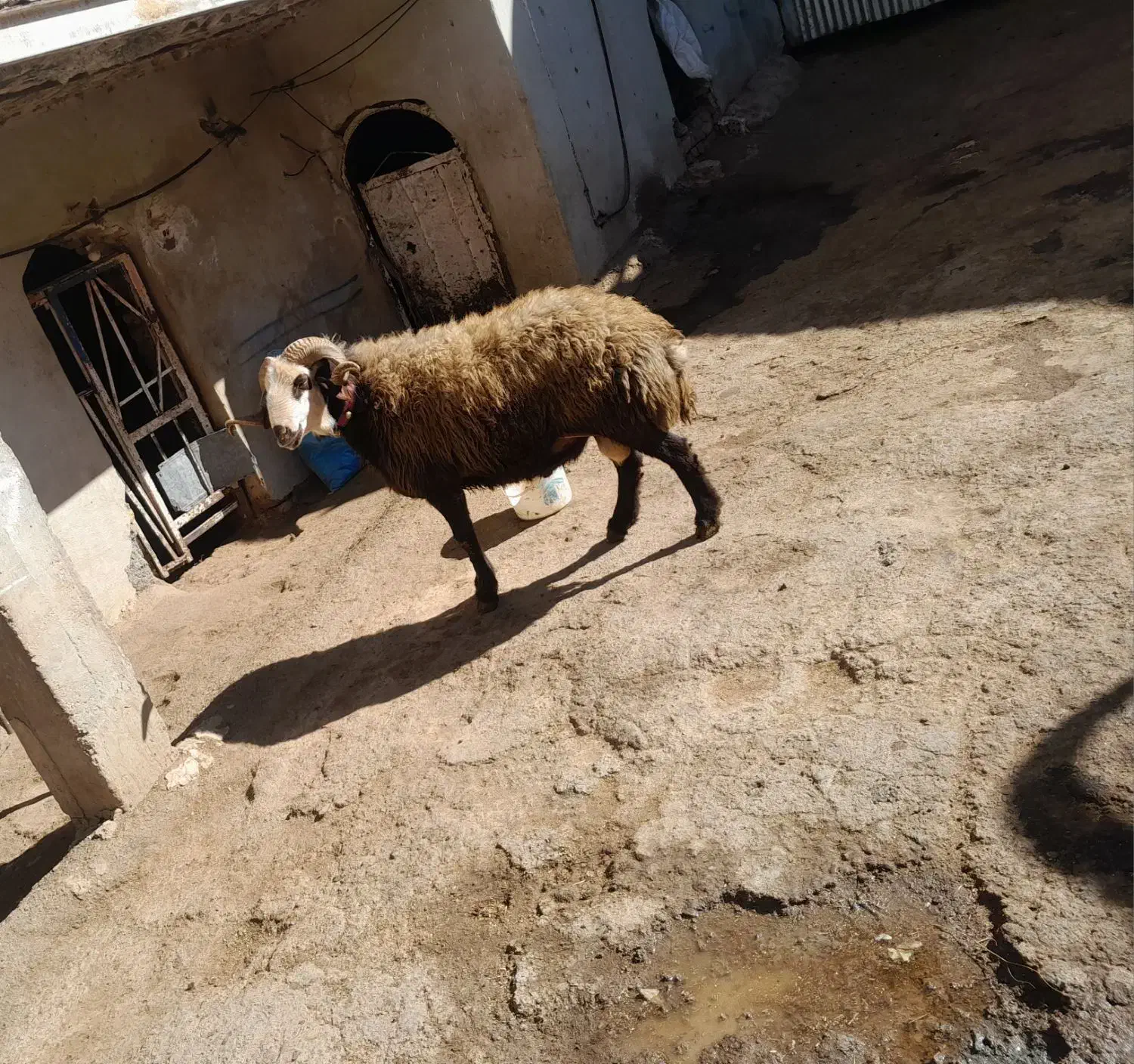 قوچ|حیوانات مزرعه|بوئین و میاندشت, |دیوار