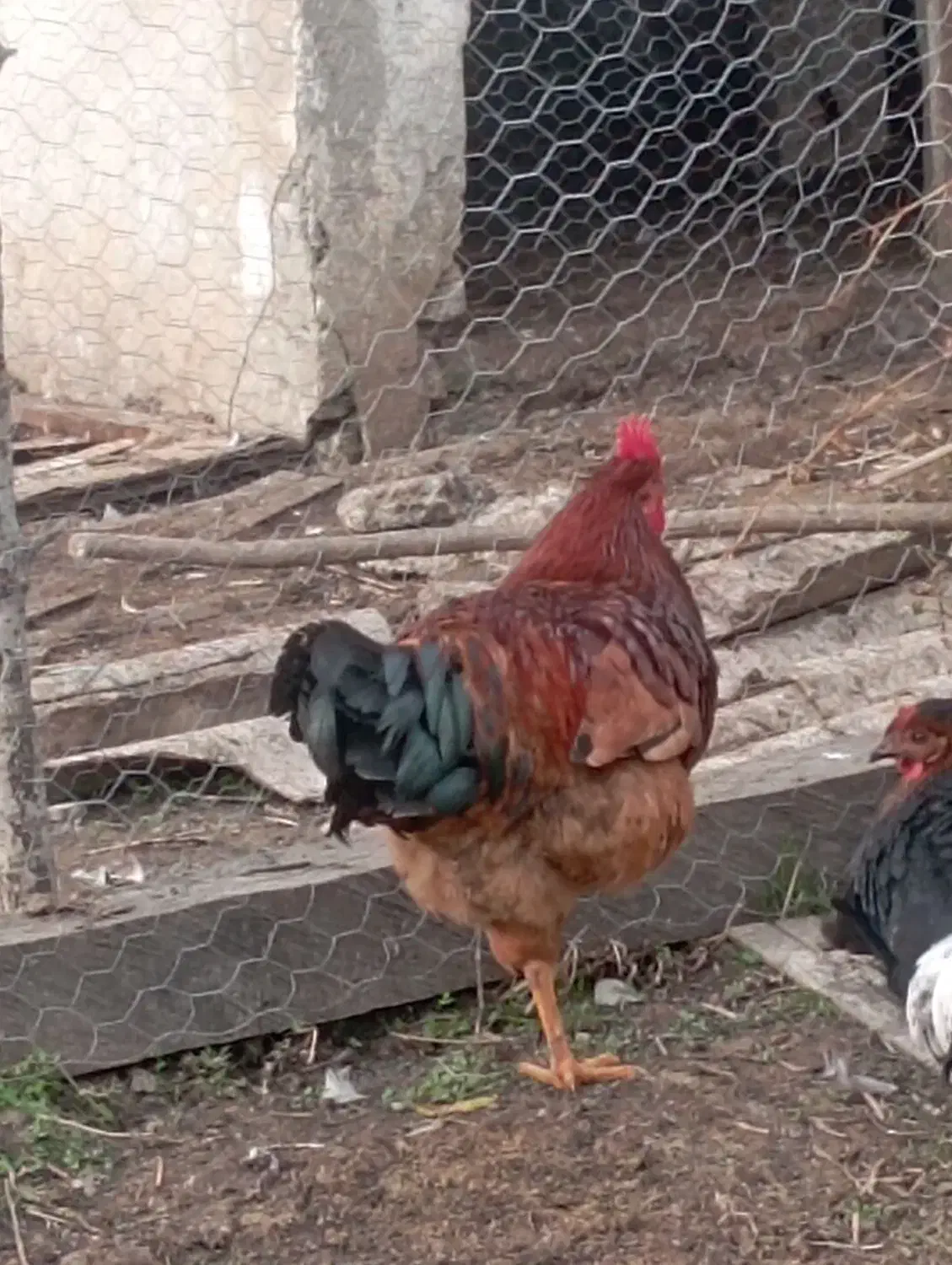 اردک اسراییلی و خروس|حیوانات مزرعه|رضوانشهر, |دیوار