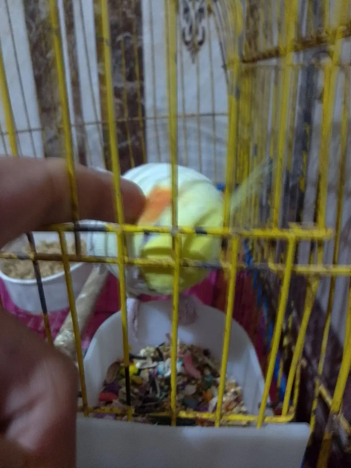 سرحانیه گمشده عروس هلندی|حیوانات|خرمشهر, |دیوار