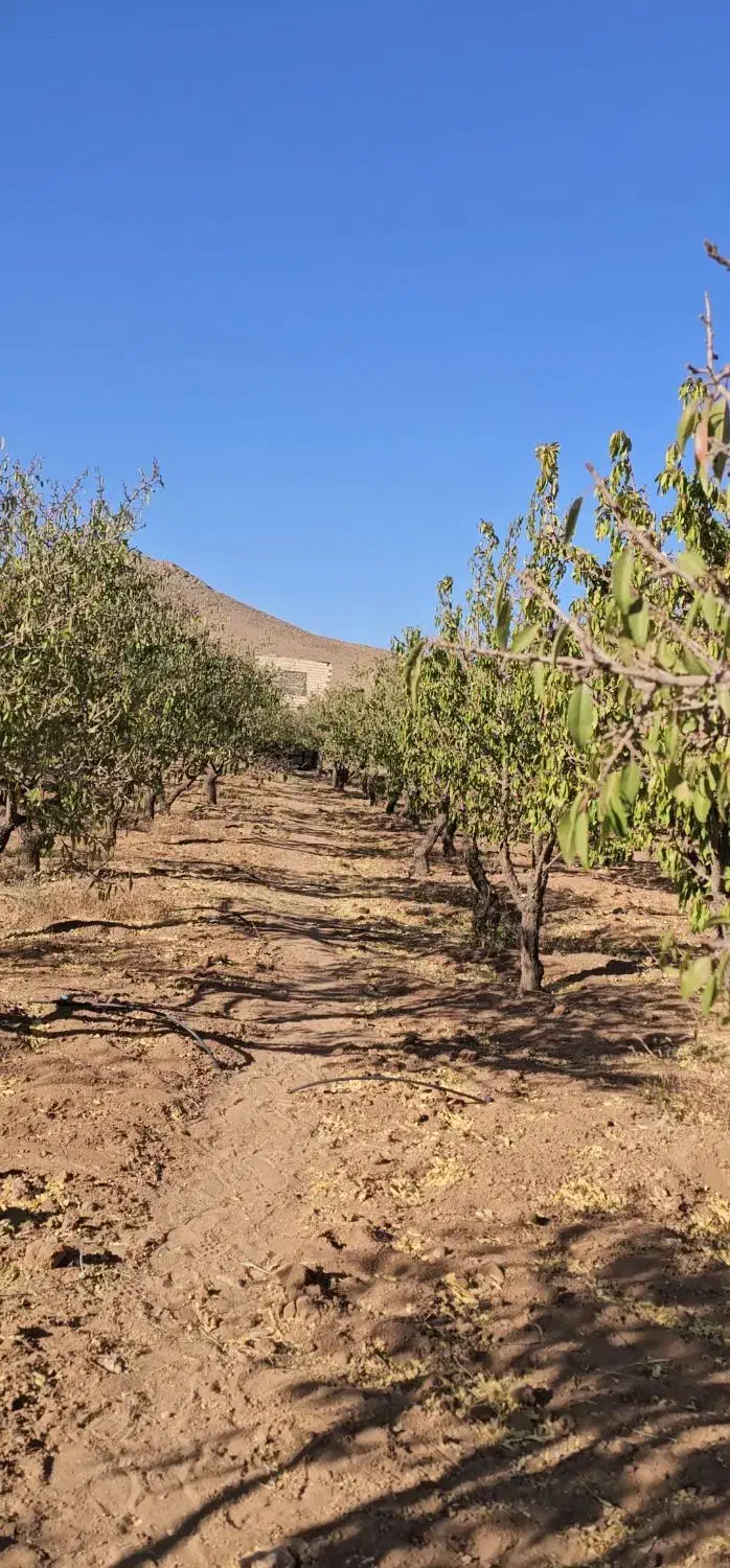 باغ/بادام مامایی/مجوزساخت/استخر/سند|فروش دفتر صنعتی، کشاورزی، تجاری|بن, |دیوار