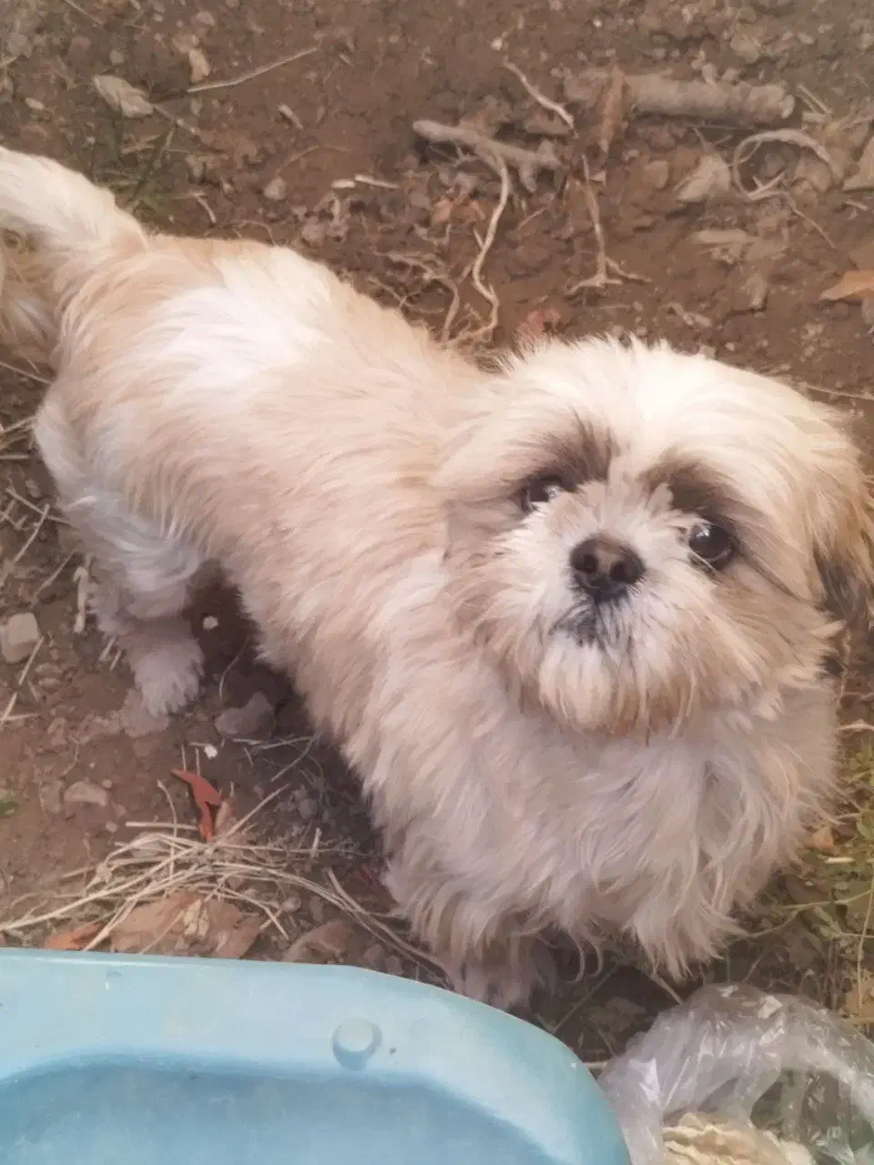 سگ پا کوتاه|سگ|هشتگرد, فشند|دیوار