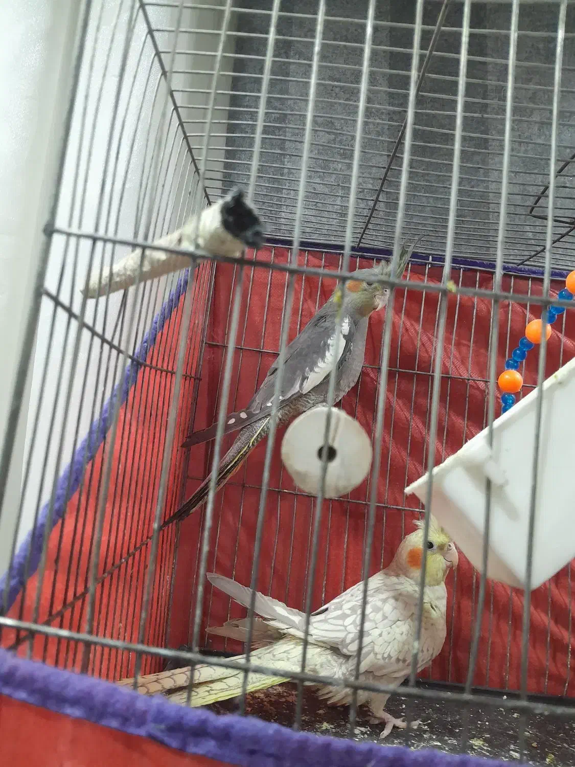 عروس هلندی گل باقالی|پرنده|همدان, |دیوار