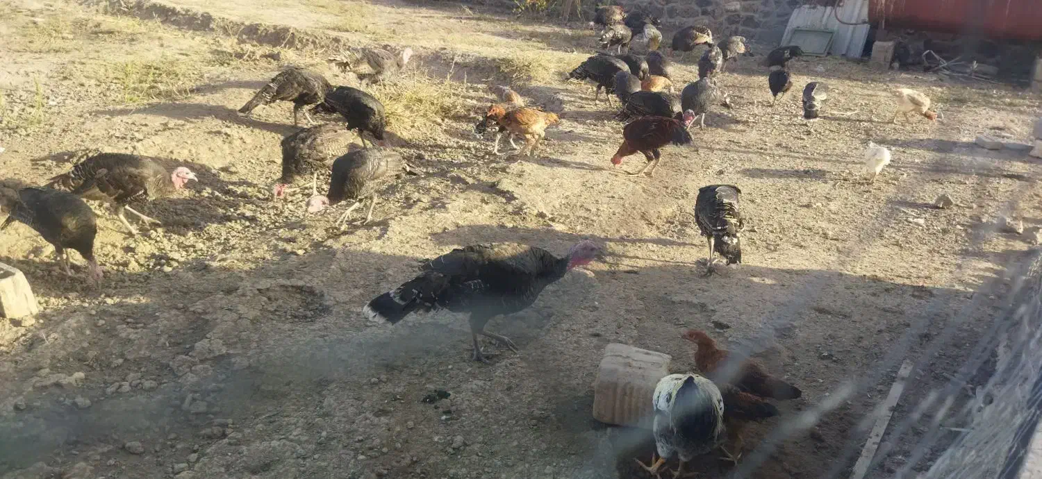 بوقلمون|حیوانات مزرعه|ماکو, |دیوار