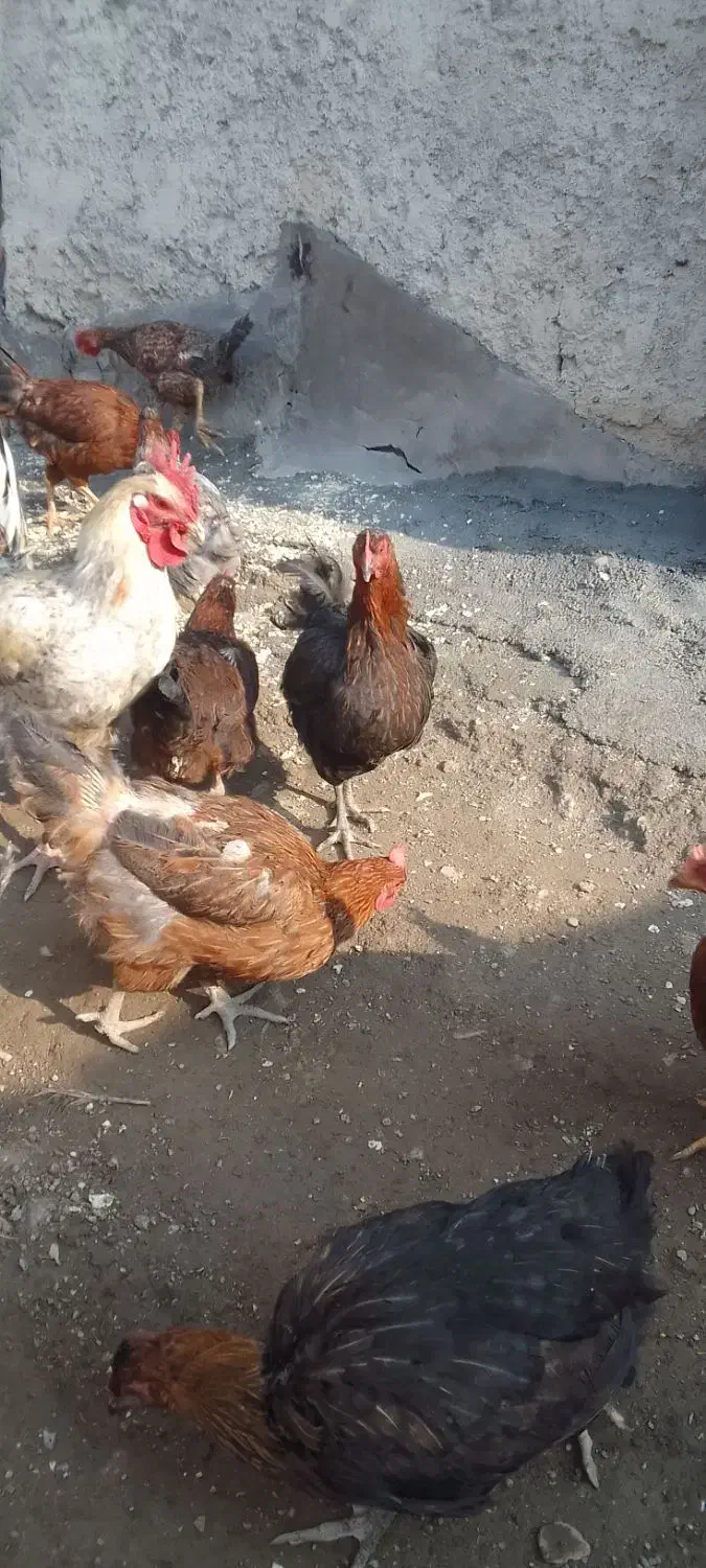 جوجه خوب وسرحال|پرنده|کامیاران, |دیوار