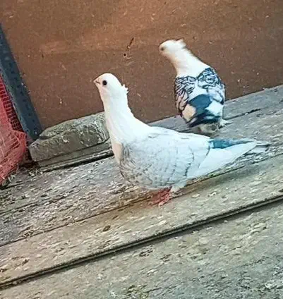 ساتن مقبول|پرنده|مشهد, دانش|دیوار