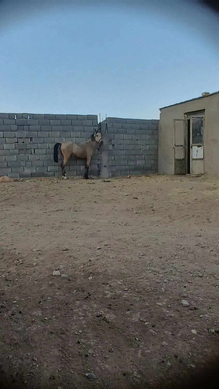 اسب|اسب و تجهیزات اسبسواری|بوشهر, |دیوار