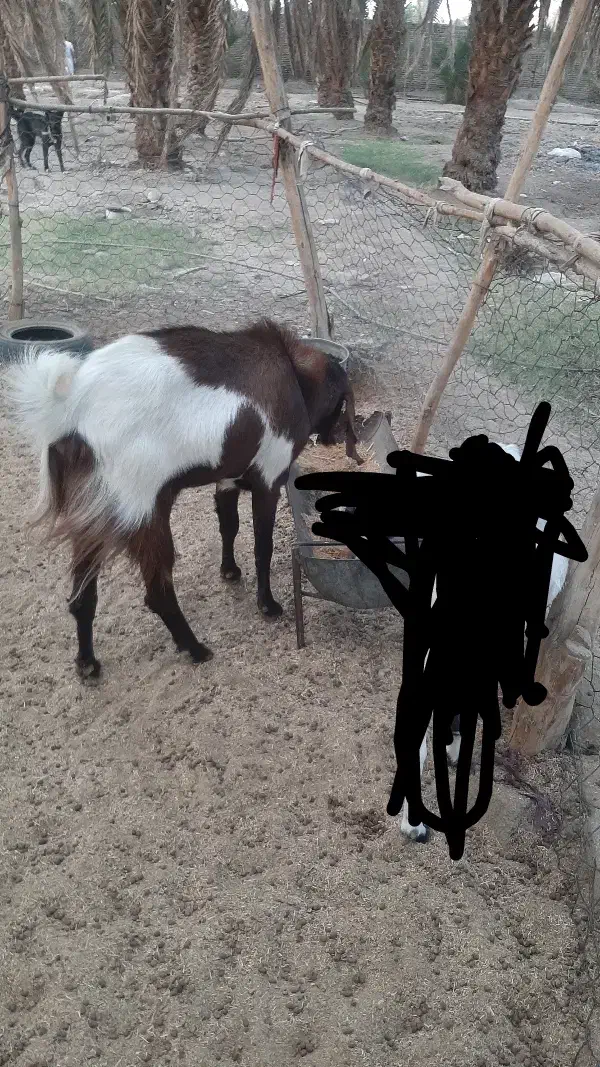 بز پاچن فروشی|حیوانات مزرعه|ایرانشهر, |دیوار