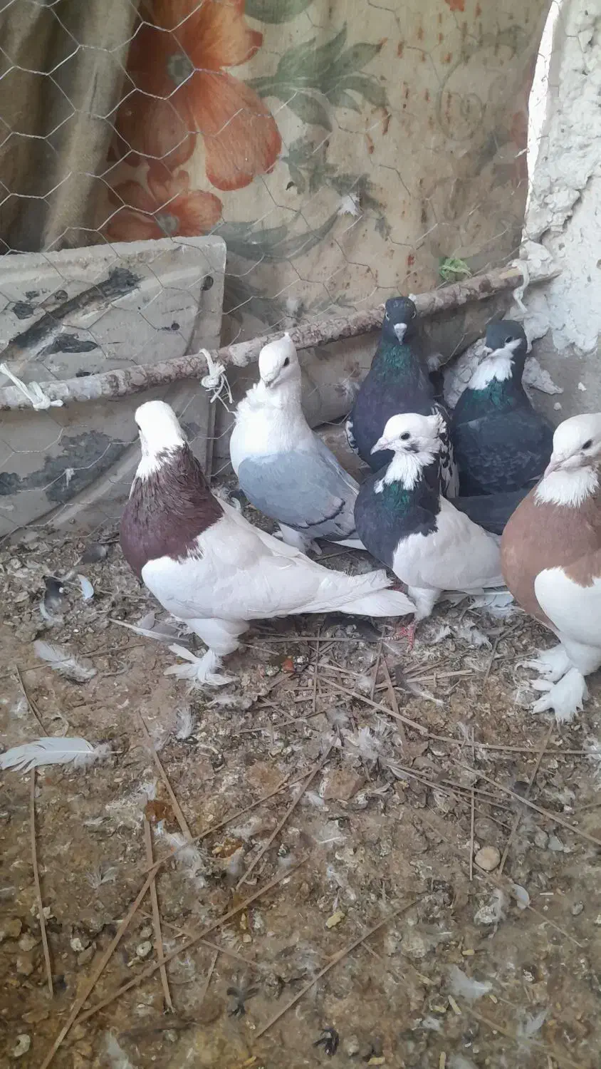 ۱جفت پلاکی بقیش رنگی خریدار واقعی بیاد|پرنده|فورگ, |دیوار