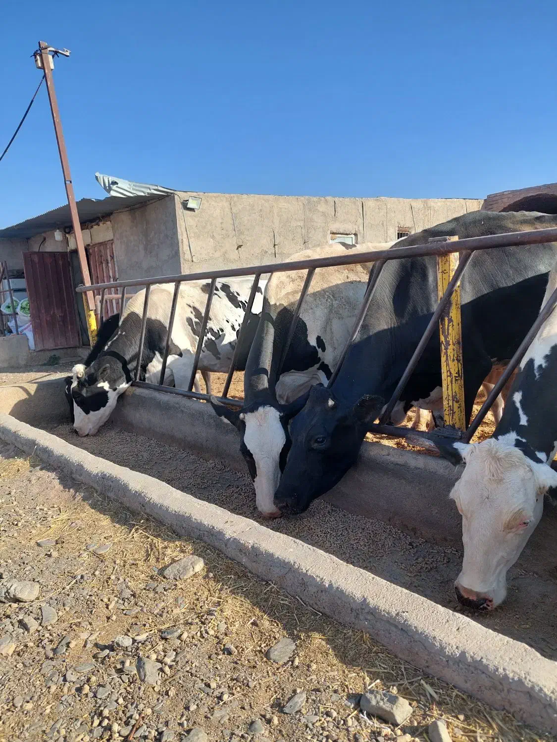 گاو شیری درجه یک|حیوانات مزرعه|نیشابور, شریعتی|دیوار