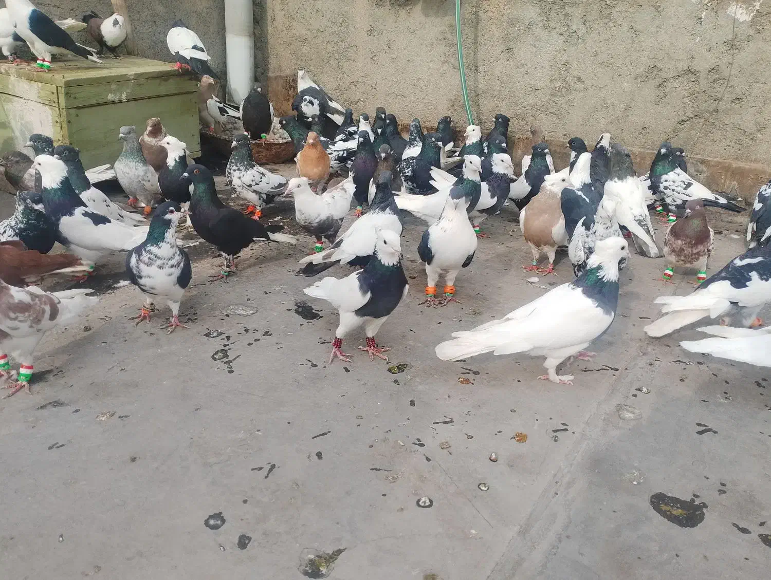 کفتر|پرنده|مشهد, شهید معقول|دیوار