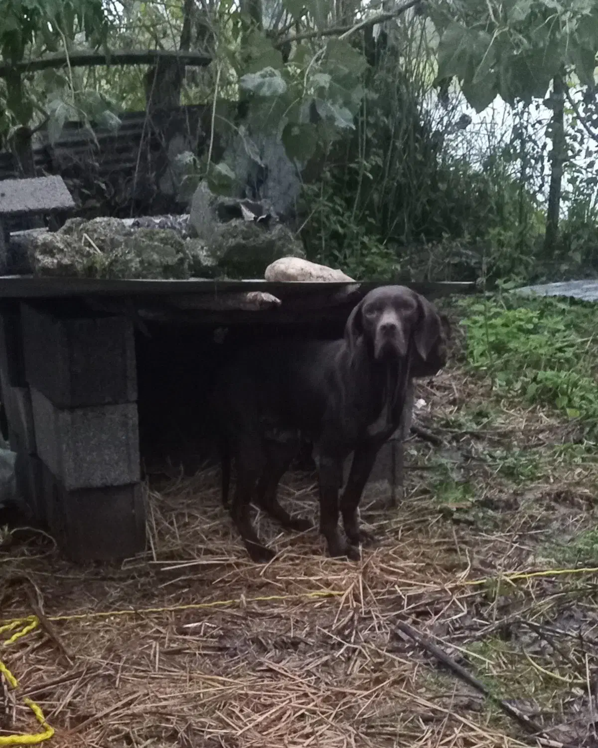 سگ شکاری ماده|سگ|رشت, باهنر|دیوار