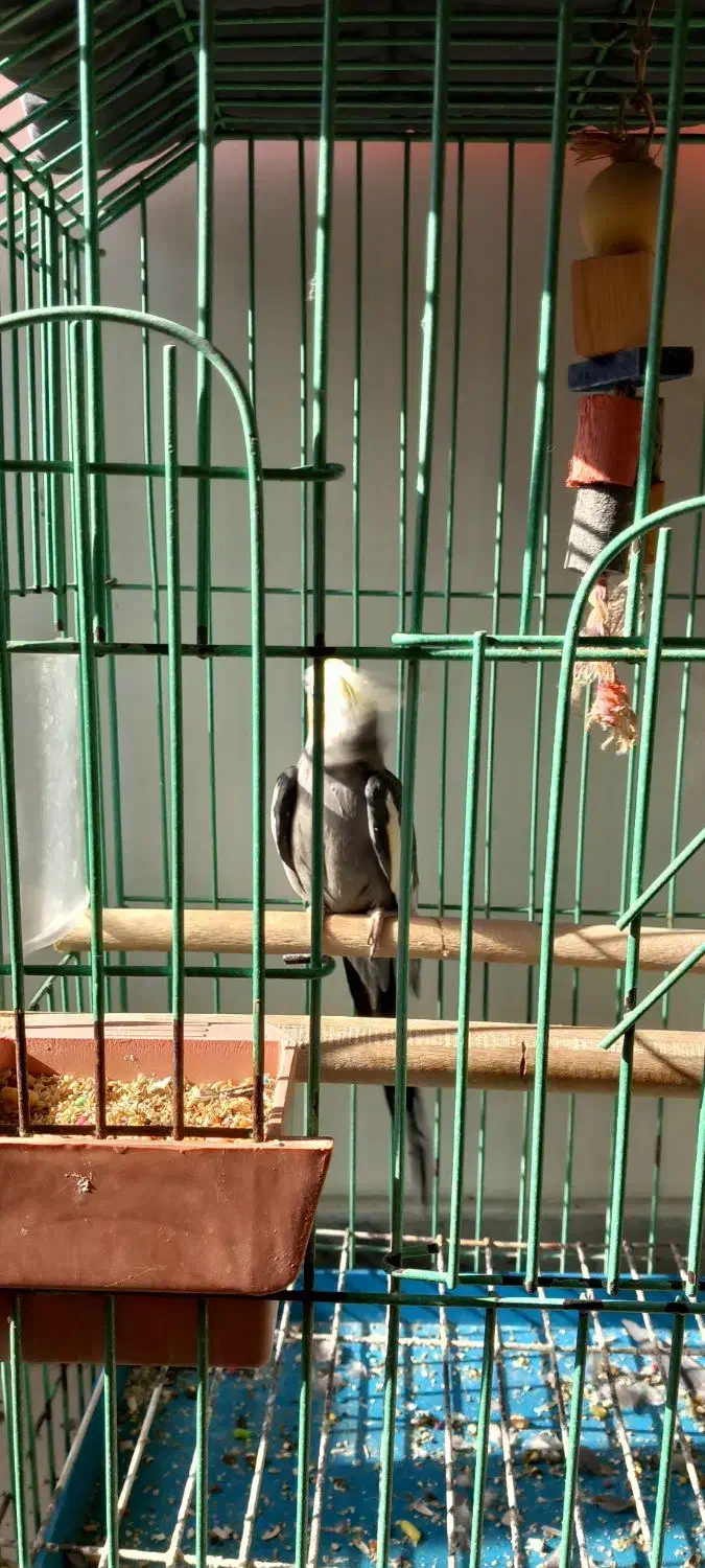 یک جفت  گرینچیک نر و ماده|پرنده|کرج, کوی امامیه|دیوار