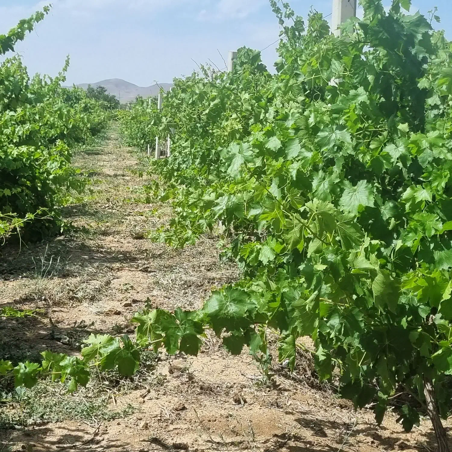 باغ|فروش دفتر صنعتی، کشاورزی، تجاری|ملایر, |دیوار