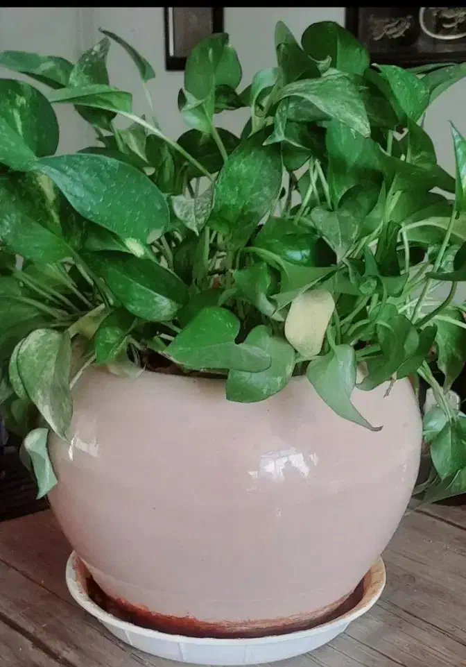 گل آپارتمانی|گل و گیاه طبیعی|کرمانشاه, |دیوار