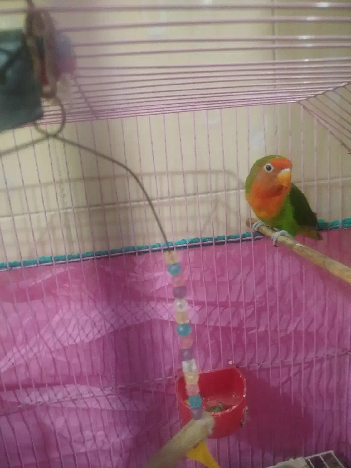 طوطی برزیلی|پرنده|رشت, کوی حسینی|دیوار