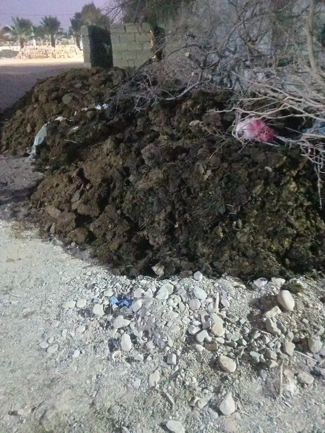 کودگاو|گل و گیاه طبیعی|جیرفت, |دیوار