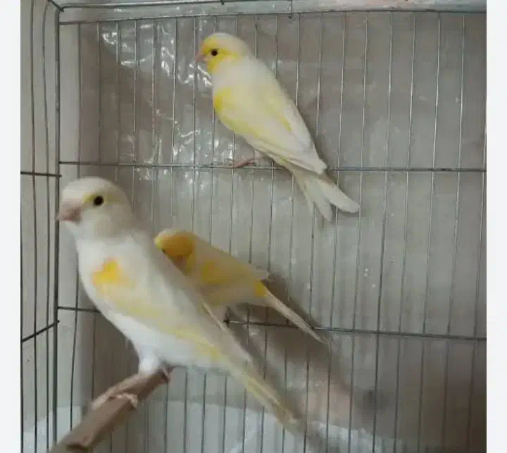 قناری گمشده|حیوانات|بهبهان, |دیوار