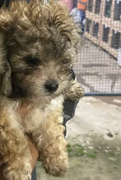 توله سگ زیبا|سگ|سنگر, |دیوار