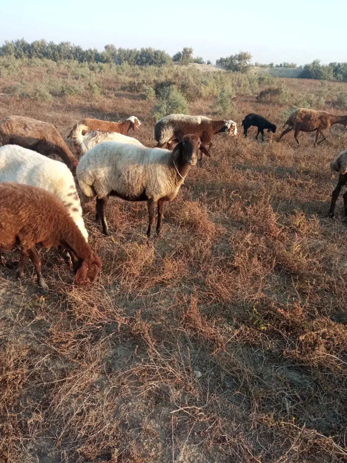 گوسفندچاق|حیوانات مزرعه|گمیشان, |دیوار