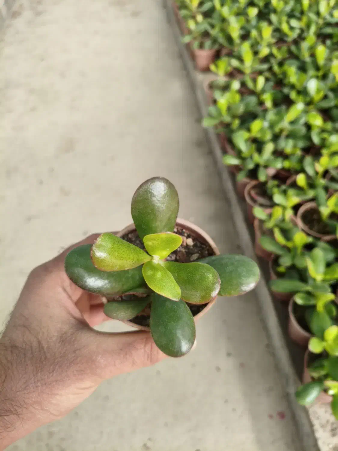 گل و گیاه|گل و گیاه طبیعی|گلبهار, نوبهار|دیوار