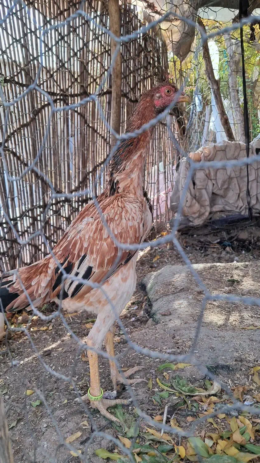 جوجه خروس و مرغ اوشامو|حیوانات مزرعه|تهران, خانی آباد نو شمالی|دیوار