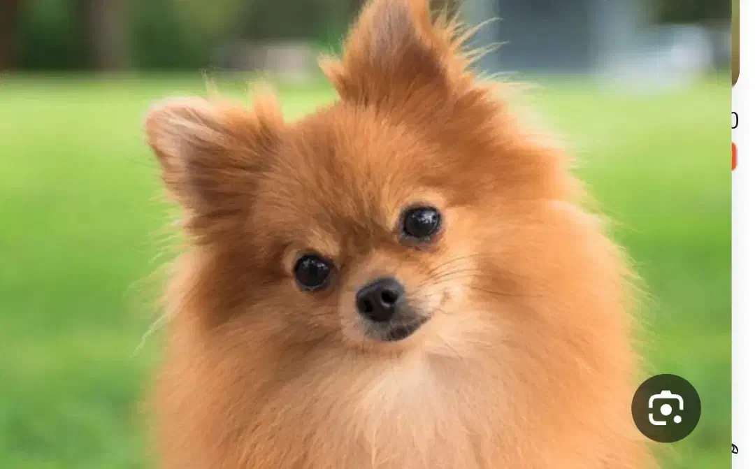 سگ گم شده|حیوانات|یزد, |دیوار