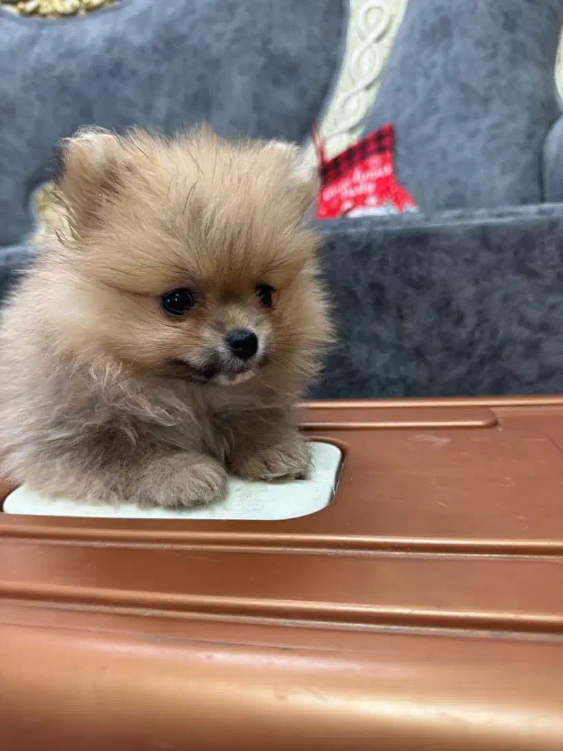 پامرانین|سگ|قائم‌شهر, |دیوار