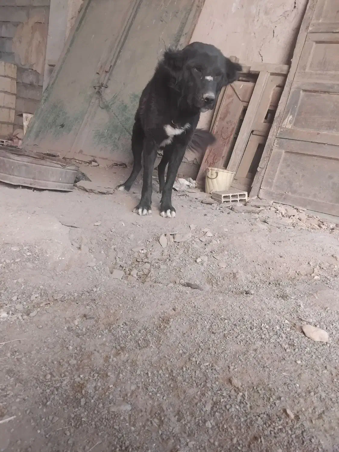 لاس قدرجونی|سگ|داران, |دیوار