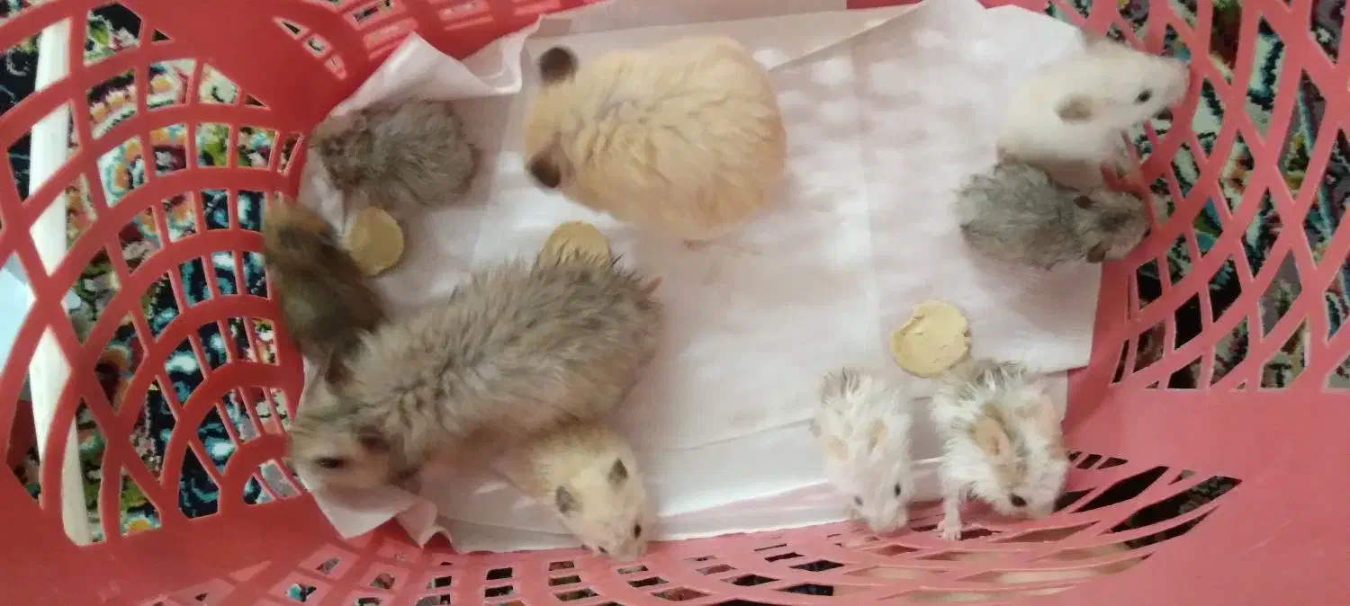 همستر|موش و خرگوش|حبیب آباد, |دیوار